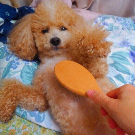 トイ・プードルのハービーくん