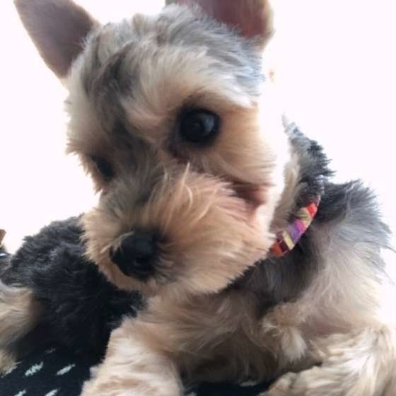 カットしたばかりのヨークシャー・テリア