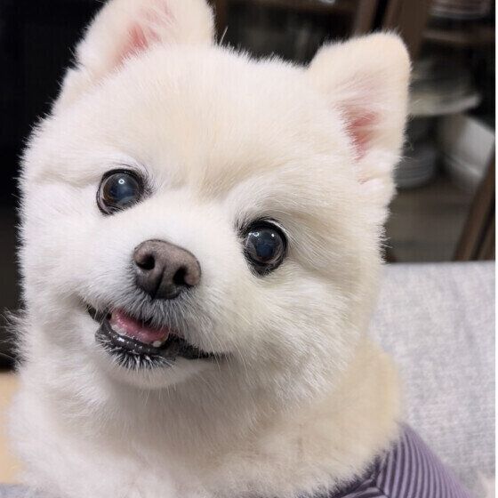 犬の老化のサインは見過ごしやすい？ 犬が老いるとみられる変化と寄り添い方 いぬのきもち