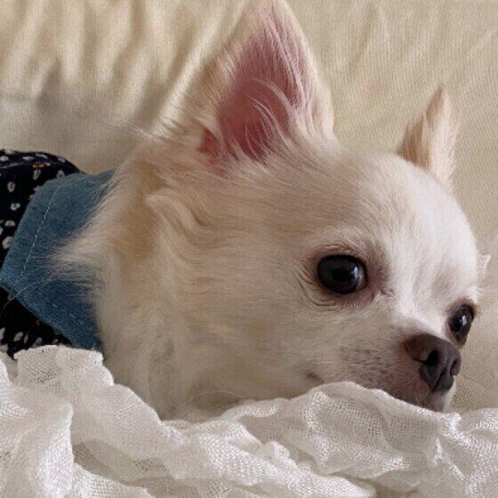 「殺虫剤」を犬がなめないように注意！殺虫剤と犬への影響について獣医師解説 いぬのきもち