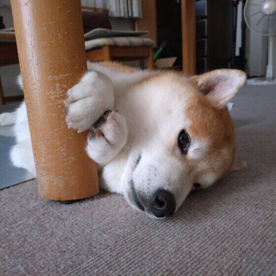 柴　うちのコあるある