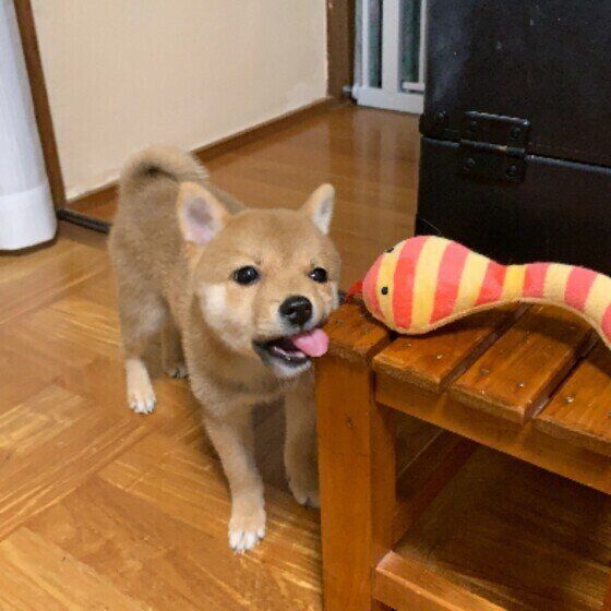 犬の散歩中に出会いやすい野生動物リストとその危険性 いぬのきもち