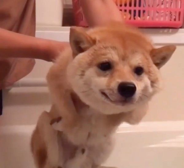 お風呂に入ろうとする豆千代くん