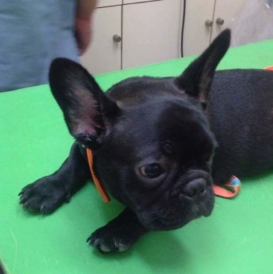 診察台の上の犬