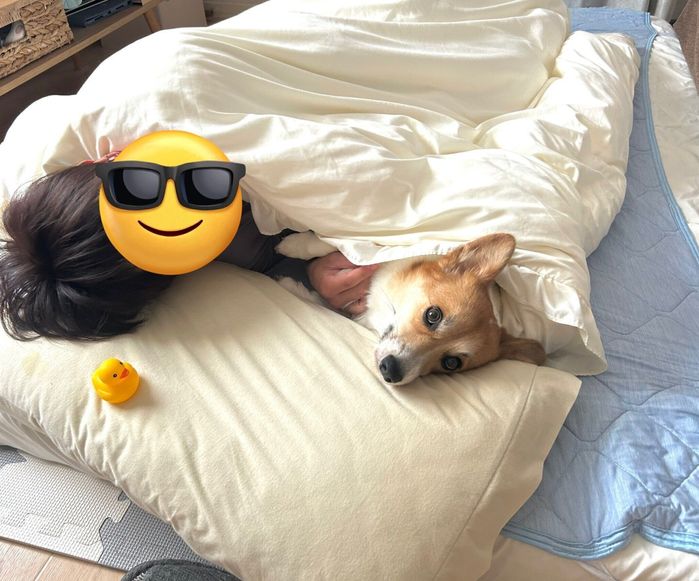 パパさんの布団に入るこむぎちゃん
