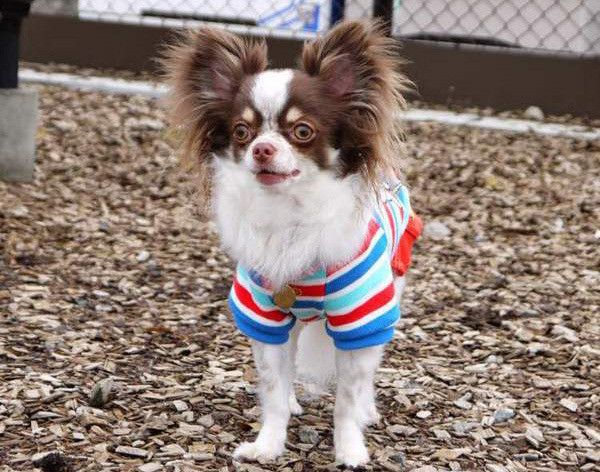 見つめるパピヨン