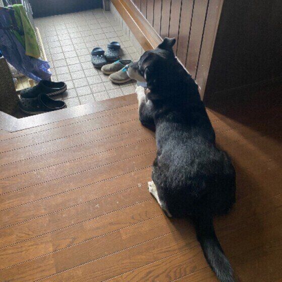 飼い主さんの帰宅を待つ犬