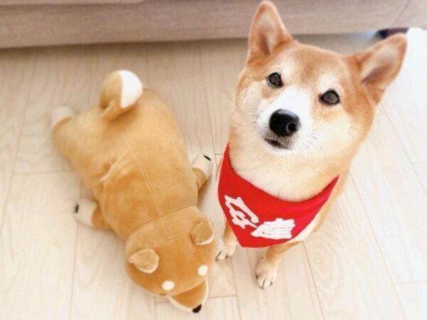 見つめるぽたちゃん