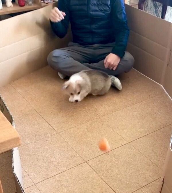 「おとうさんドッグラン」で遊ぶガブちゃん