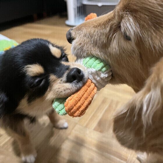 噛みちぎってボロボロにする? 犬に布おもちゃを与える際の注意点とは いぬのきもち