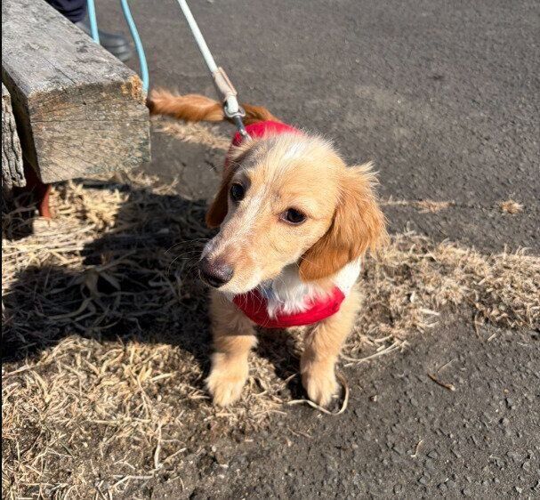 散歩中の犬