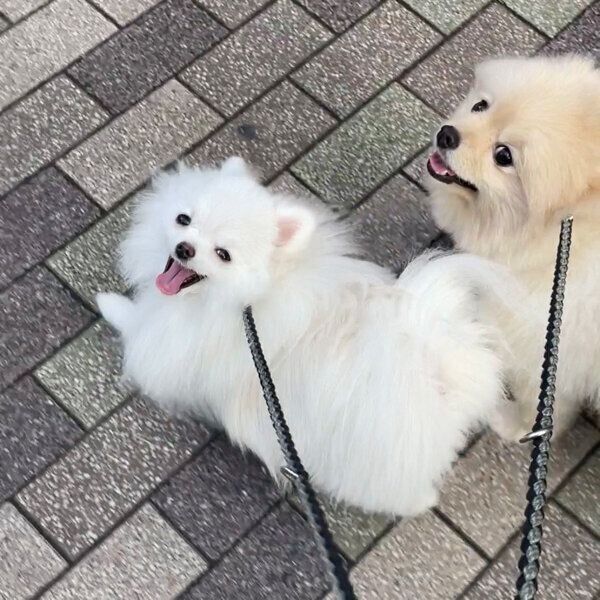 お散歩を楽しむぺこちゃん、ころすけくん