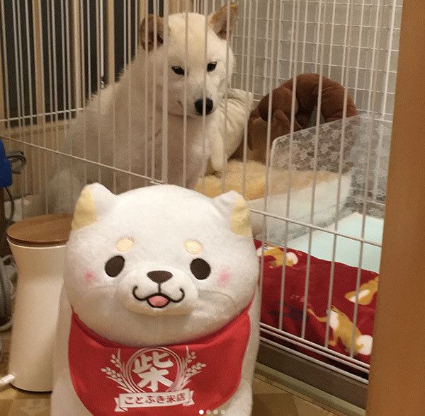 忠犬もちしばと柴犬