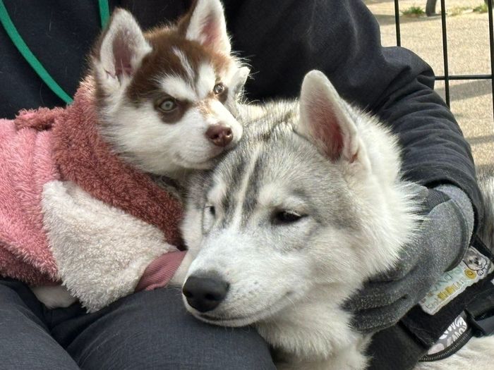 福丸くんとぶなちゃん