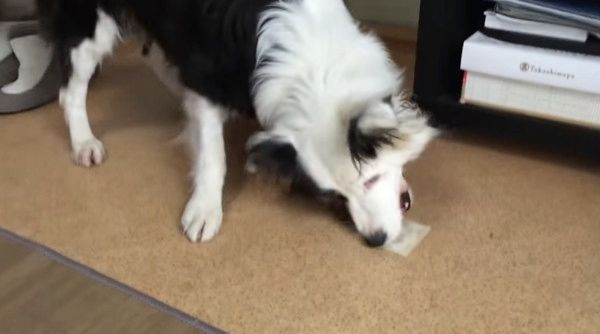 ガムを食べるボーダー・コリー