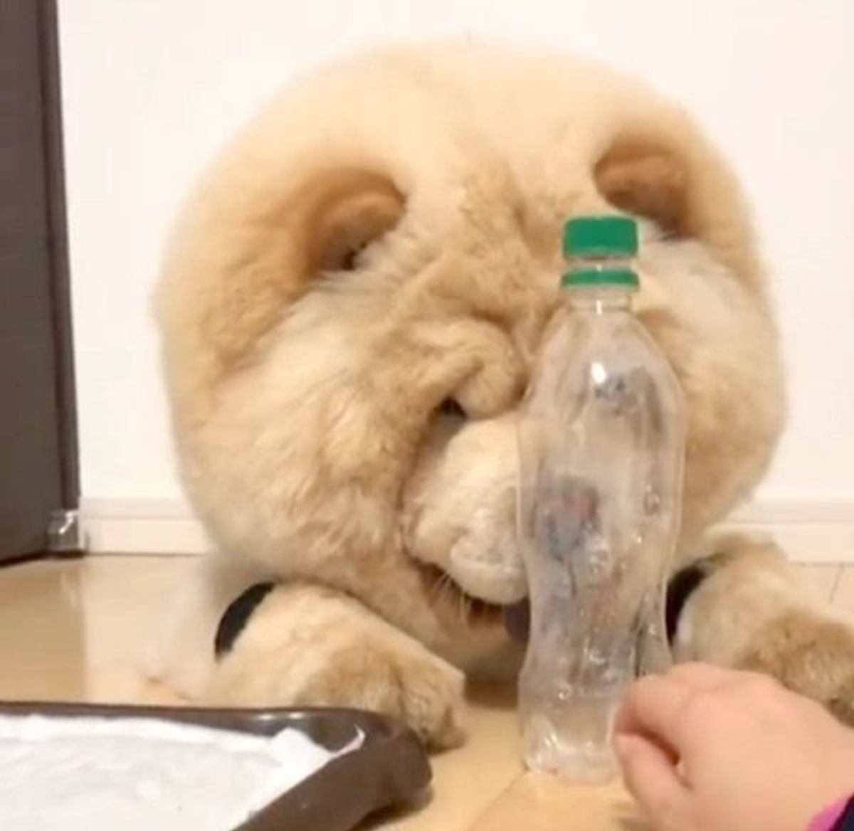 ボトルキャップチャレンジ に挑む犬 まさかの方法で見事成功 いぬのきもちweb Magazine ボトルキャップチャレンジ に挑む犬 まさかの方法で見事成功 いぬのきもちweb Magazine