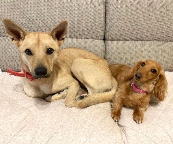 仲良しなりくちゃん、らむちゃん