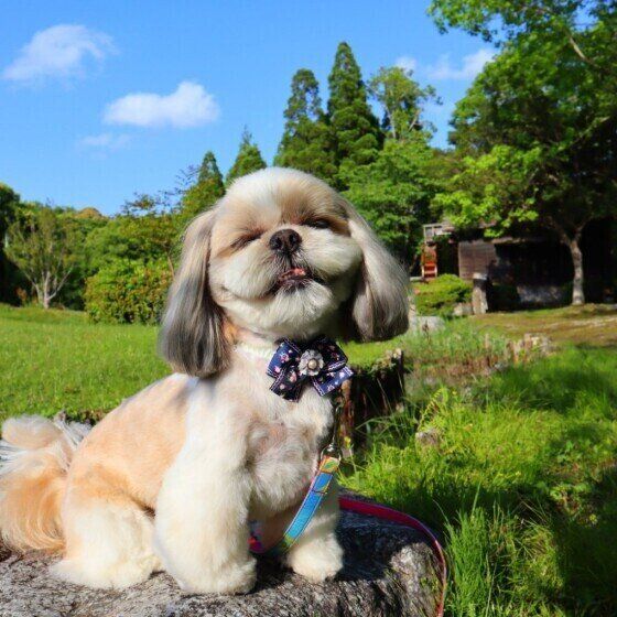 自然に囲まれたシー・ズー