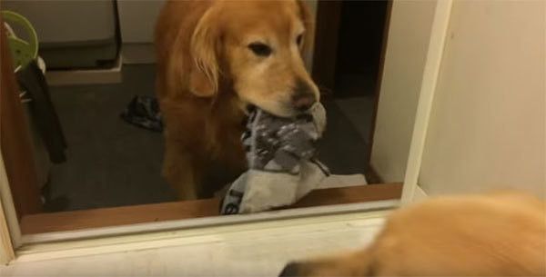 見つめ合うゴールデン・レトリーバー