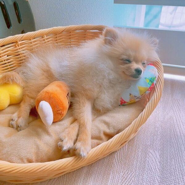 眠るテディちゃん