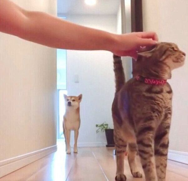 飼い主さんに「おはようのナデナデ」をしてもらうHaluくん、猫のMugiくん