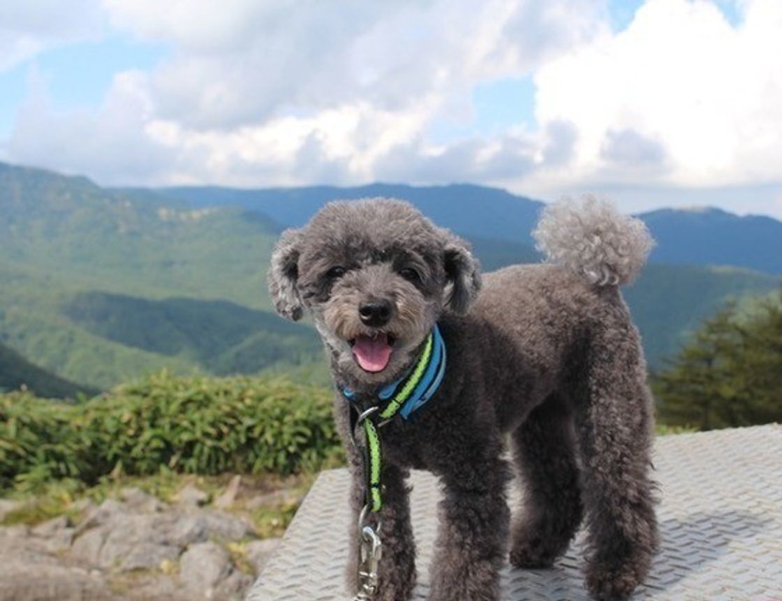 これで安心 愛犬との外出時に必要なマナーと無駄吠え トイレ対策 いぬのきもちweb Magazine これで安心 愛犬との外出時に必要なマナーと無駄吠え トイレ対策 いぬのきもちweb Magazine
