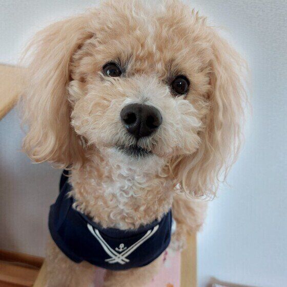 ミーティングに参加したがるトイ・プードル