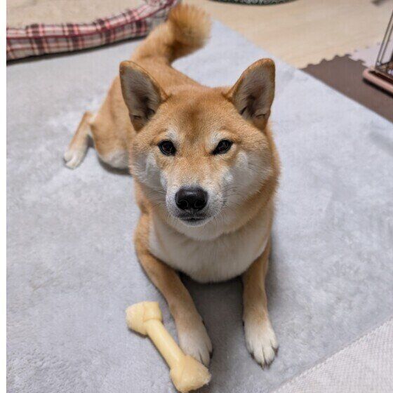 伏せをする柴犬