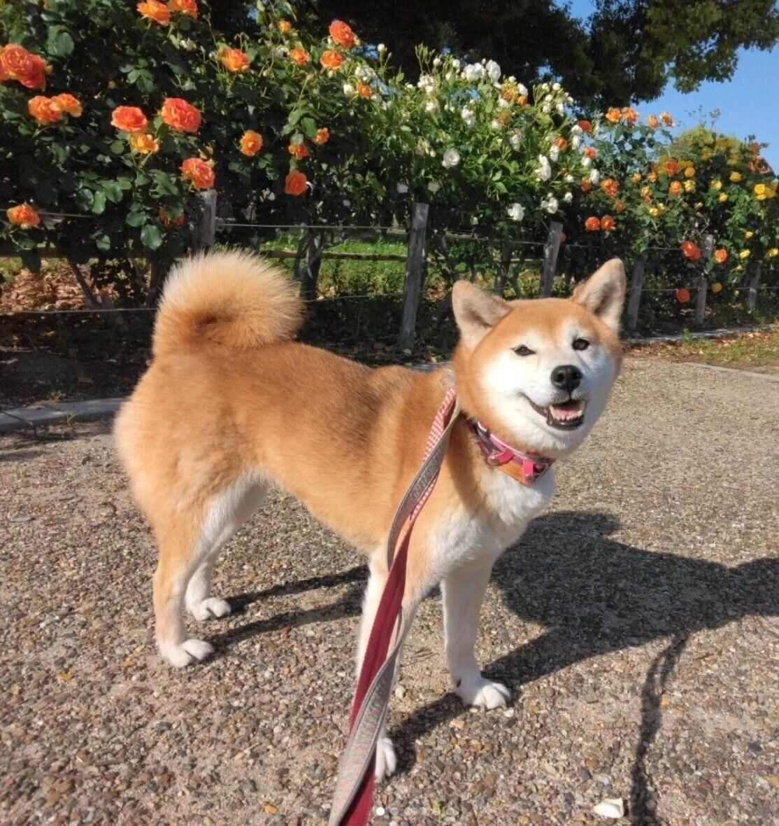 笑顔が可愛いフクコちゃん