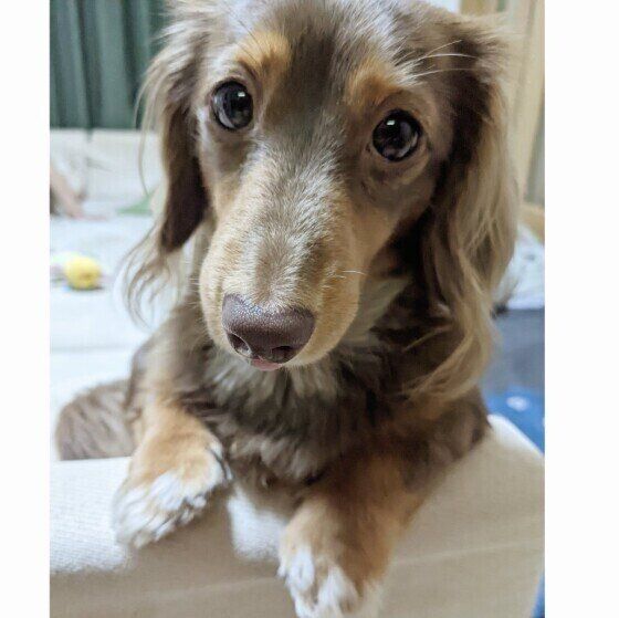 犬の肥満はなぜ起こる？ 5つの原因とは いぬのきもち