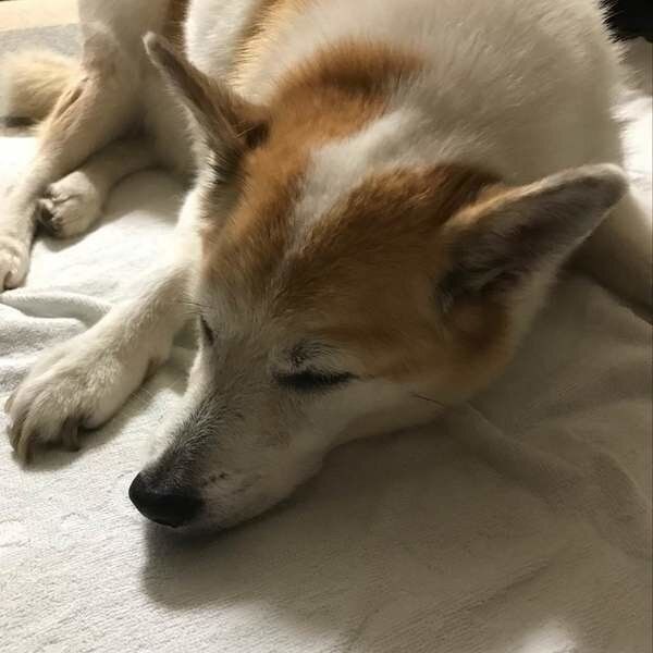 眠る犬