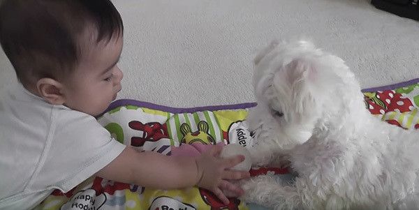 赤ちゃんと犬