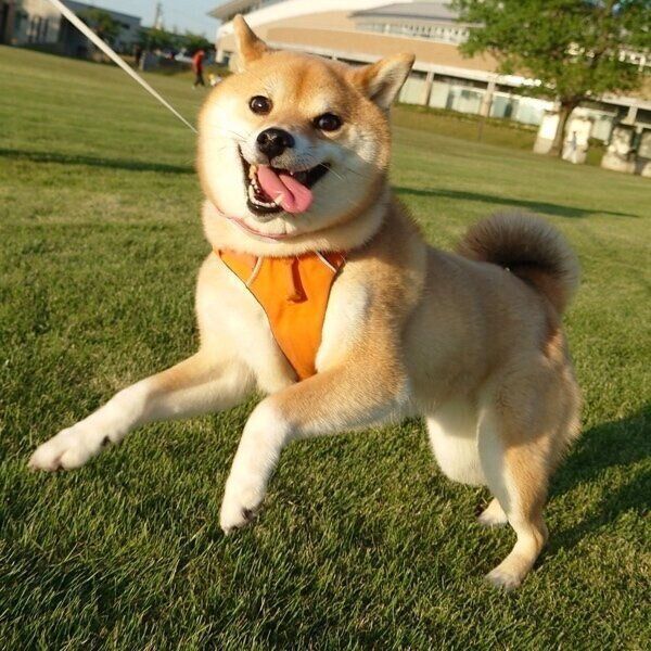 笑顔で走るニコちゃん