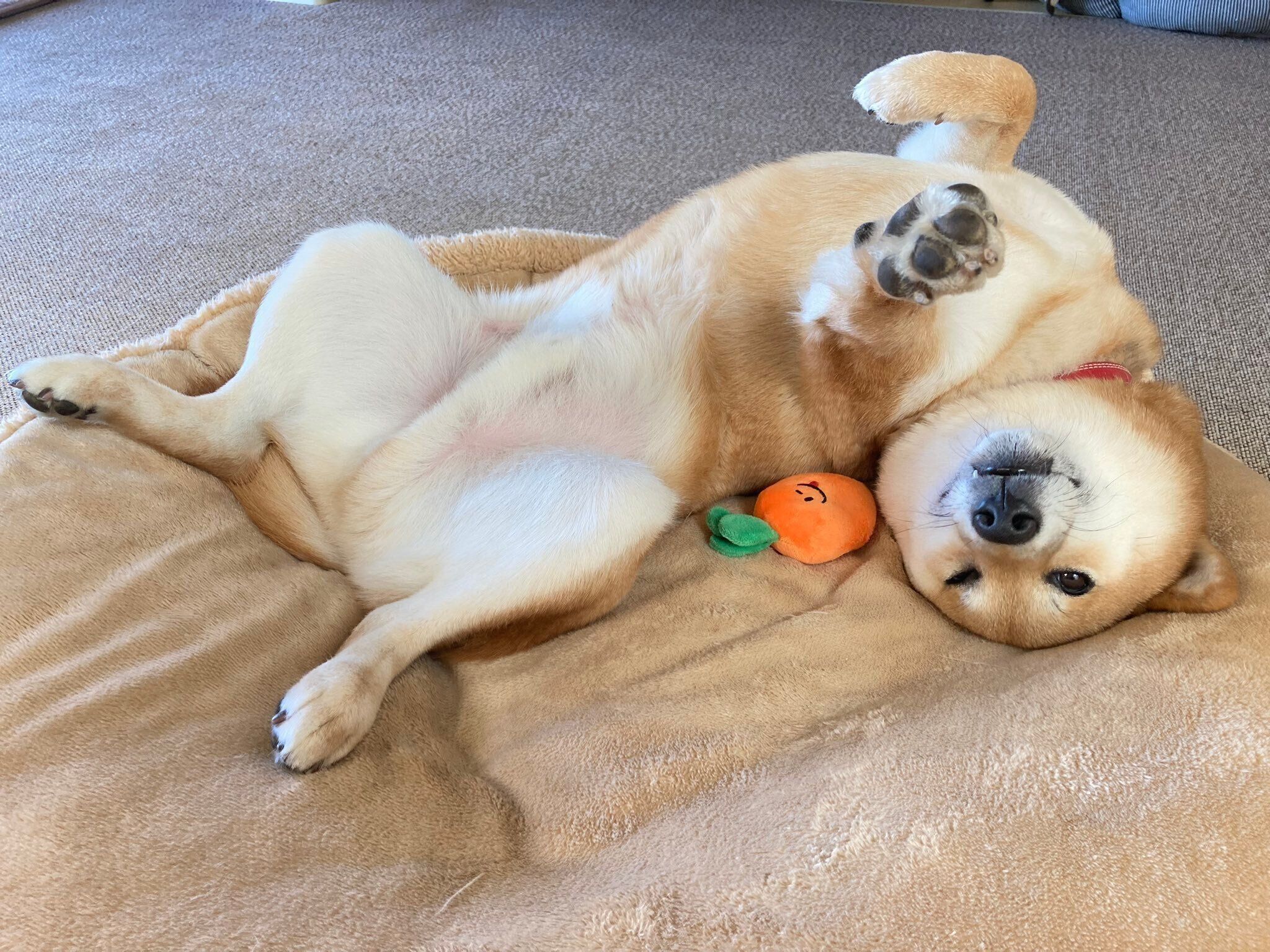 ぐるんとした体勢でこちらを見つめるまるくん