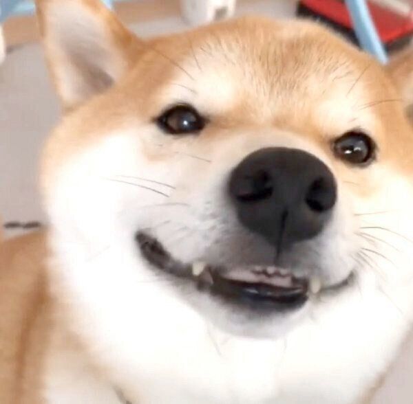 微笑むこてつくん