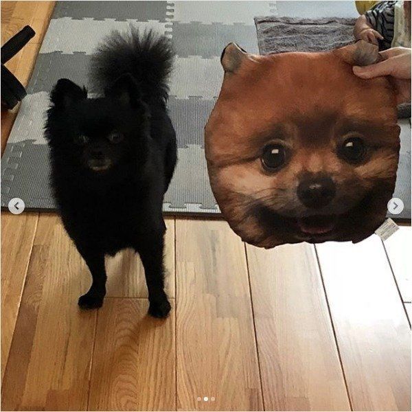 ダイソーのワンコクッション