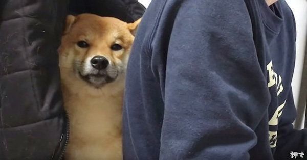 ウトウトする柴犬