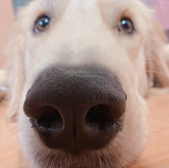 犬が自分の前足を「なめる」「噛む」理由  いぬのきもち