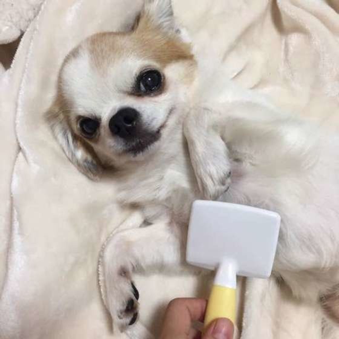 お手入れのお悩み解決 愛犬が嫌がらないお手入れ方法とは いぬのきもちweb Magazine お手入れのお悩み解決 愛犬が嫌がらないお手入れ方法とは いぬのきもちweb Magazine