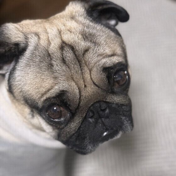  たろいも  パグ