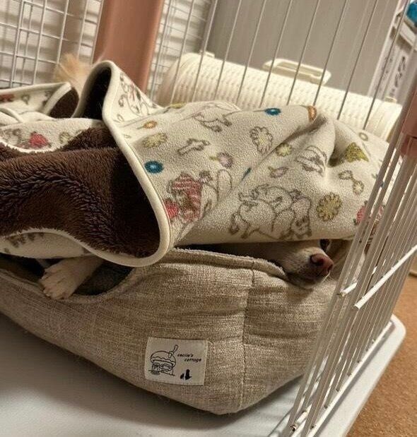 「毛布に潜って寝る派」のボスくん