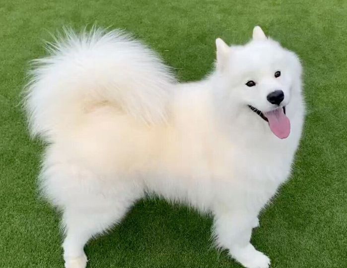 ボール遊びをするこはくちゃん