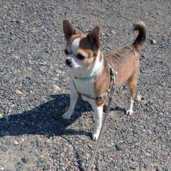 散歩するチワワ