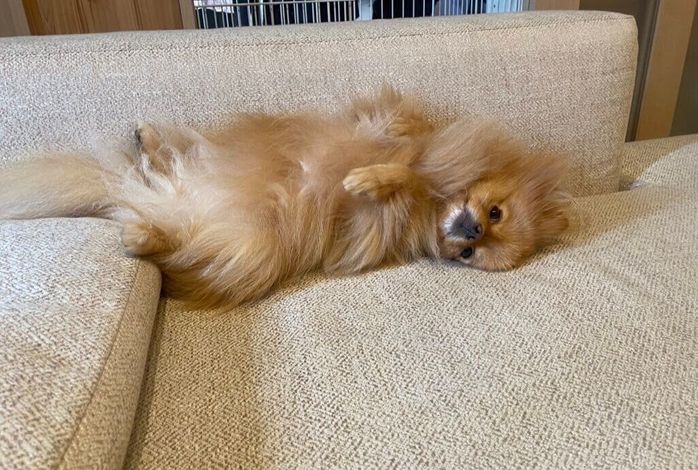 寝転がるふちちゃん