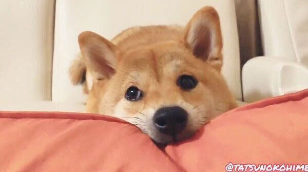 チラチラ見つめるタツノコ姫ちゃん