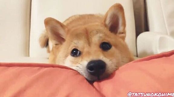 チラチラ見つめるタツノコ姫ちゃん