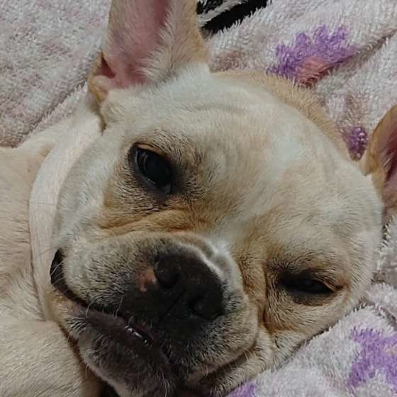 幸せそうなどん十郎くん♡