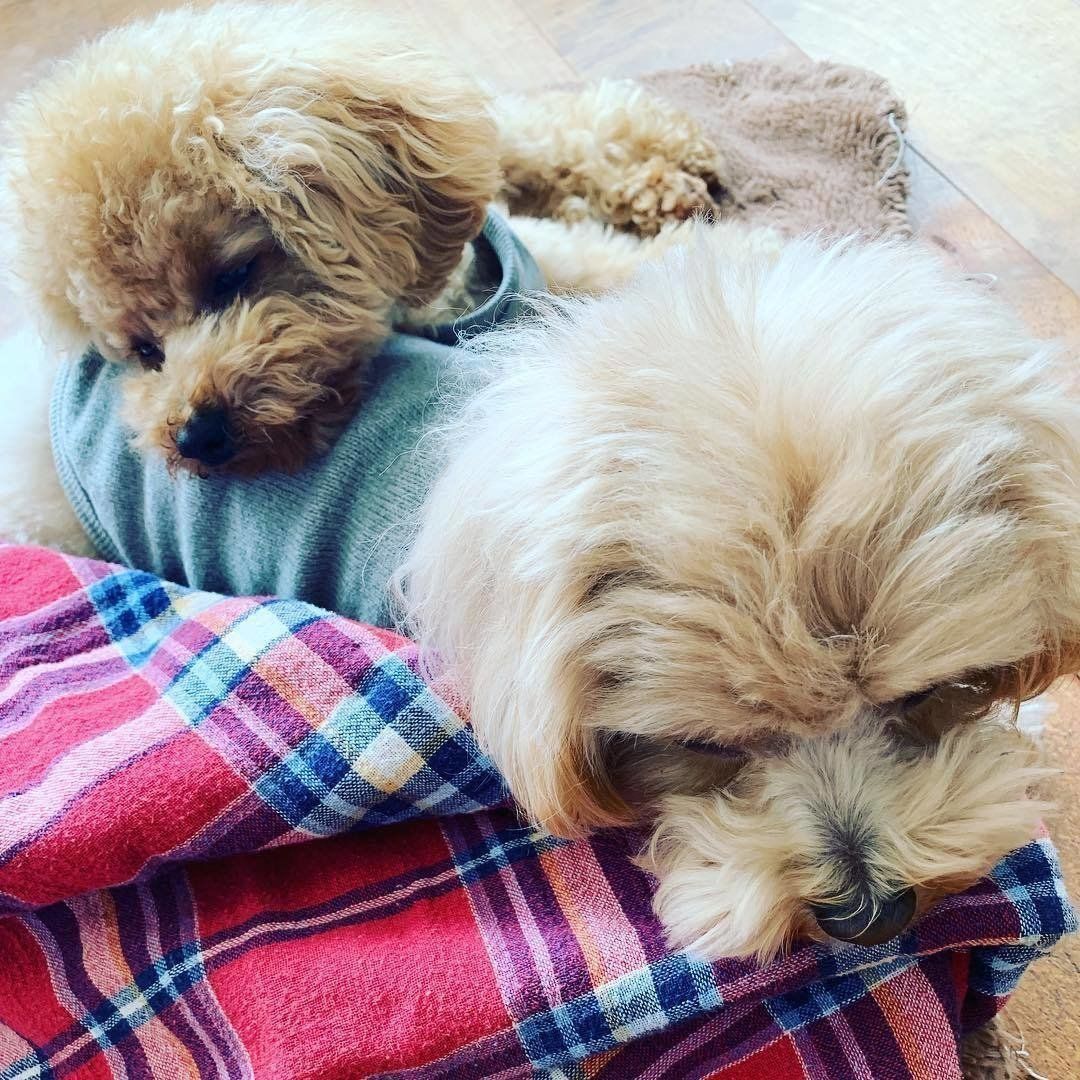 ポードルとミックス