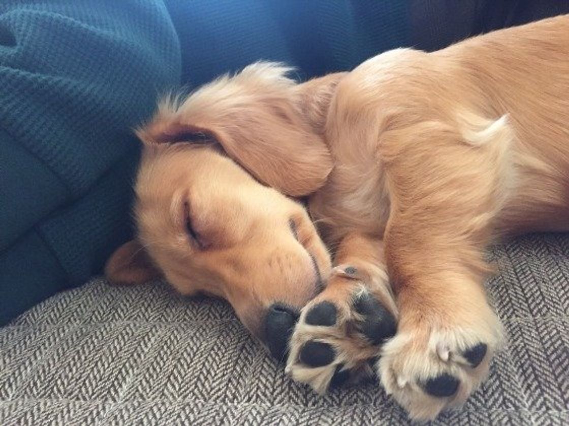 犬まわり のニオイに 気になるリビングのニオイ対策 いぬのきもちweb Magazine 犬まわり のニオイに 気になるリビングのニオイ対策 いぬのきもちweb Magazine