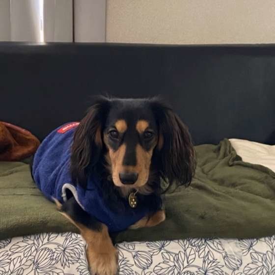 ミニチュア・ダックスフンド